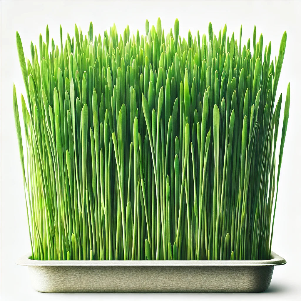 Wheatgrass Tray